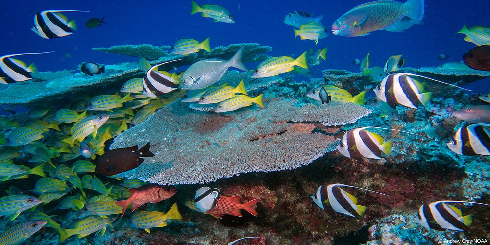 Iucn On Twitter Coral Reefs Cover Less Than 0 1 Of The Ocean
