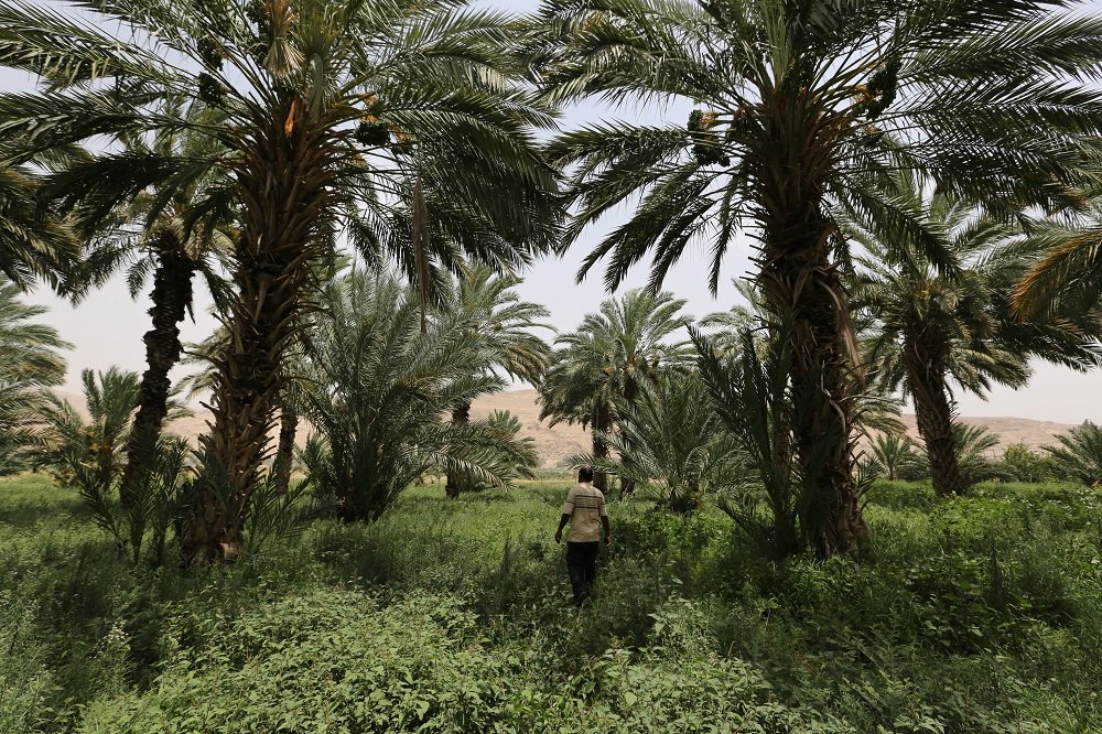 Zaytoun_CIC's tweet photo. Zaytoun Medjoul dates are "squishy, sweet and a real treat". The compliments are flying in and the dates are flying off the shelves. #BuyPalestinian #MedjoulDates #ZaytounMedjoulDates #RootedInTimeAndTradition https://t.co/hGddsjHn4w