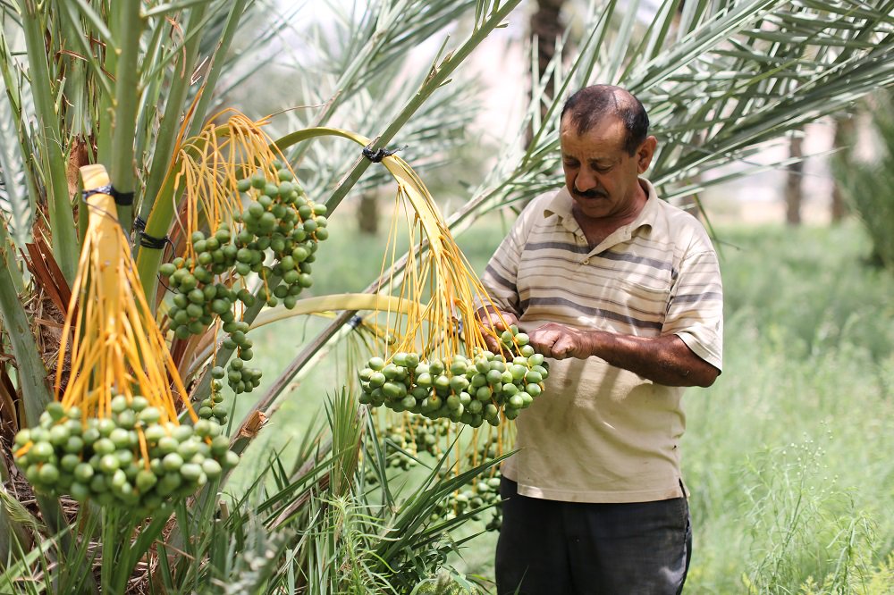 Zaytoun_CIC's tweet photo. Zaytoun Medjoul dates are "squishy, sweet and a real treat". The compliments are flying in and the dates are flying off the shelves. #BuyPalestinian #MedjoulDates #ZaytounMedjoulDates #RootedInTimeAndTradition https://t.co/hGddsjHn4w