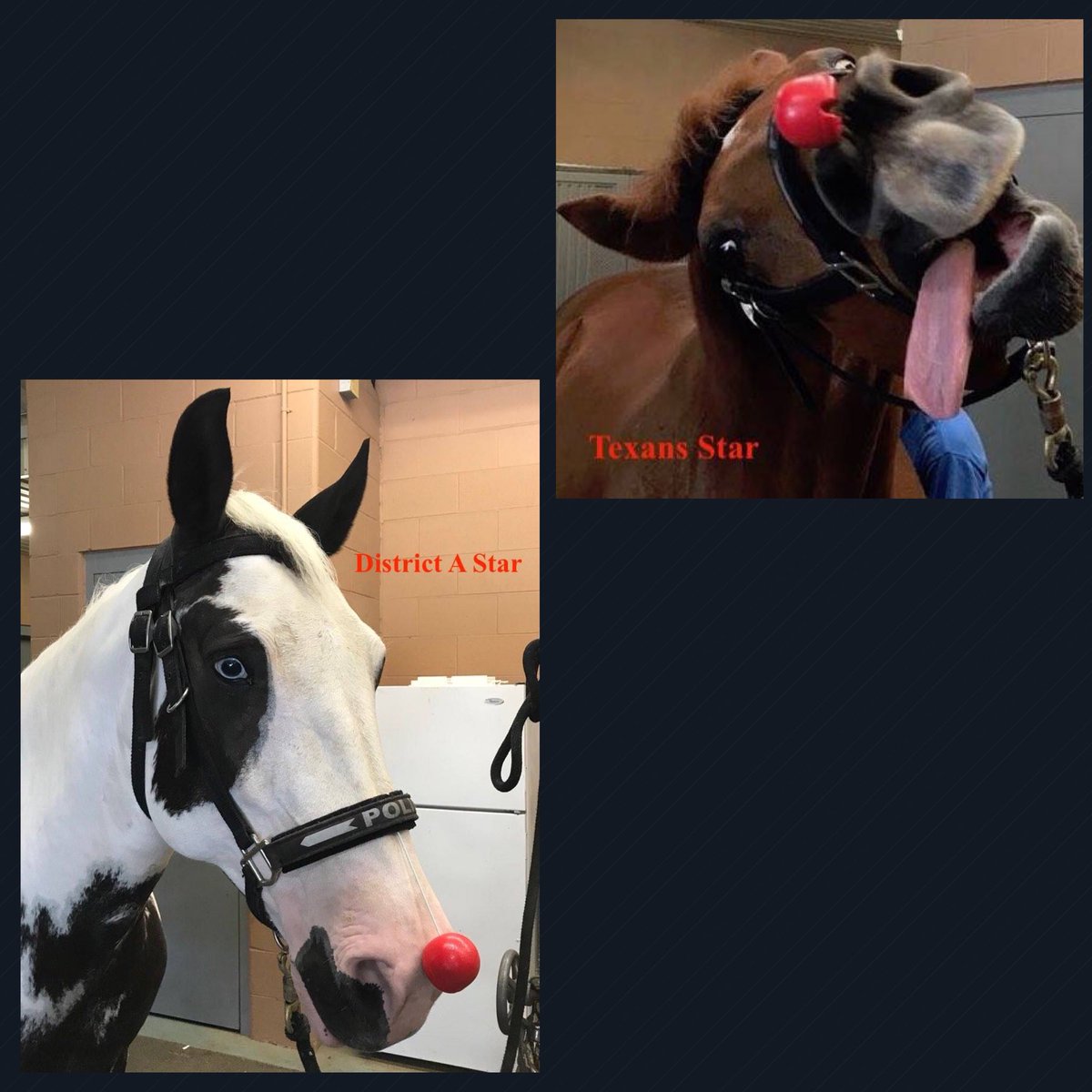 HPD and our four-legged partners support #rednoseday... <a href="/RedNoseDayUSA/">Red Nose Day USA</a> They may have had a little too much fun with the photo shoot!!! 😃🐎🐎🔴