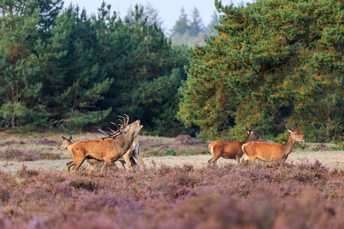 Wil jij bijdragen aan de vergroting van de vrijetijdseconomie van de Veluwe? Voor de Noord-Veluwe zijn wij per direct op zoek naar een accountmanager Leisure / regiocoördinator. Kijk voor meer informatie op: 
rbtkan.nl/over-ons/werke…