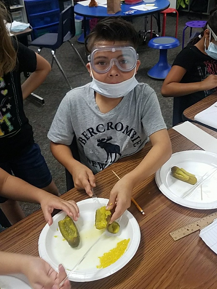 3rd grade Science fun with my future Scientist. Dissecting pickles. :)  Practicing proper use of safety tools.