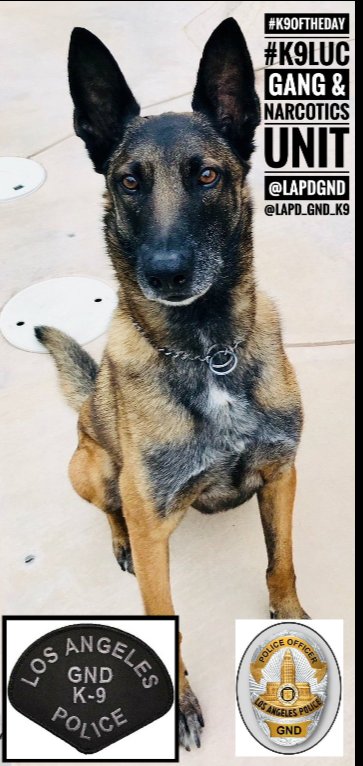 #K9OfTheDay
K9 Luc
LAPD Gang &amp; Narcotics Division 
#K9Luc is a 7 yr old Belgian Malinois. Luc is a single purpose Narcotics Detection dog assigned to the @LAPDGND. K9 Luc loves to work, has a high hunt drive and an incredible nose! #K9Luc also loves to be loved! #BluePawsMatter