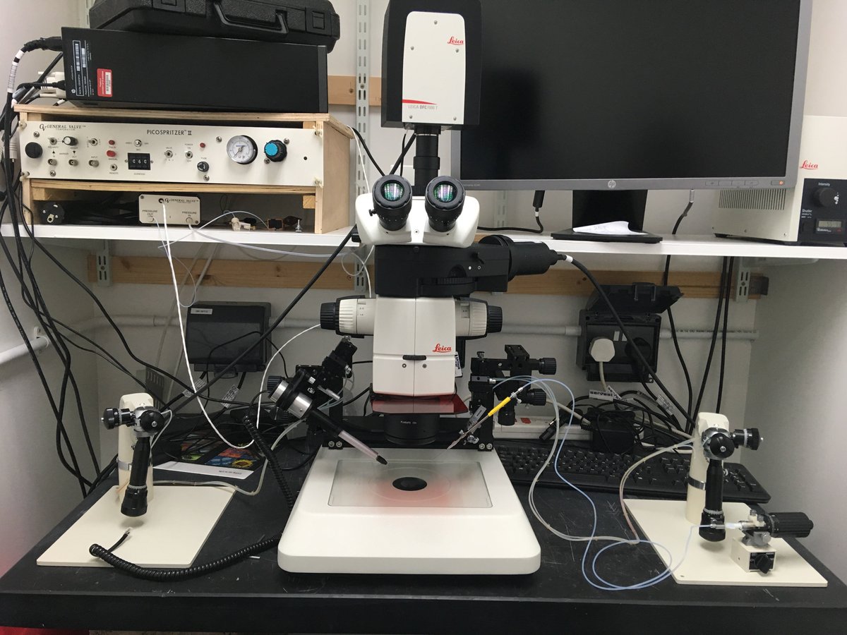 ezc_group's tweet image. Some #biology in the group for a change! Sarah has been working hard to set up this microinjector and nanoject set up with along with a microscope - now she won't have to inject the animals by hand anymore! #biotweeps #biologytwitter