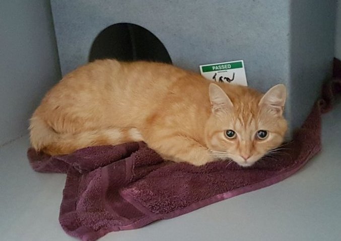 Brabant, #Eindhoven #Johnfkennedylaan, kat gevonden, ROOD, gesteriliseerd, 23/5/18, met #CHIP, eigenaar nog niet bekend mijndieriszoek.dierenbescherming.nl/help-mijn-dier…