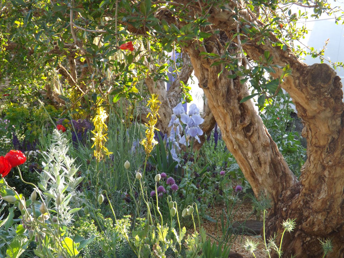 burgonandball's tweet photo. New on our Journal - the @LemonTreeTrust #garden at #RHSChelsea: the seeds of a beautiful garden planted in refugee camps. Read more: https://t.co/rkXe0rG2j6 https://t.co/erWeXmkeXz