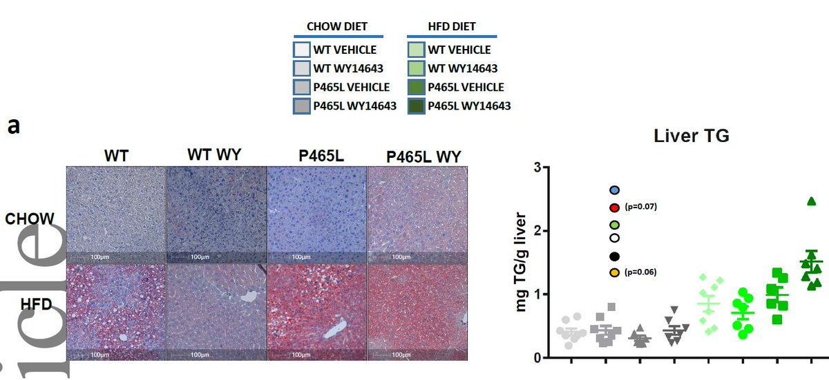 TVPLab's tweet photo. New #TVPLab paper "P465L pparγ mutation confers partial
resistance to the hypolipidemic action of fibrates" https://t.co/9zDXZhmn4b
#obesity #diabetes https://t.co/45uADPusTg