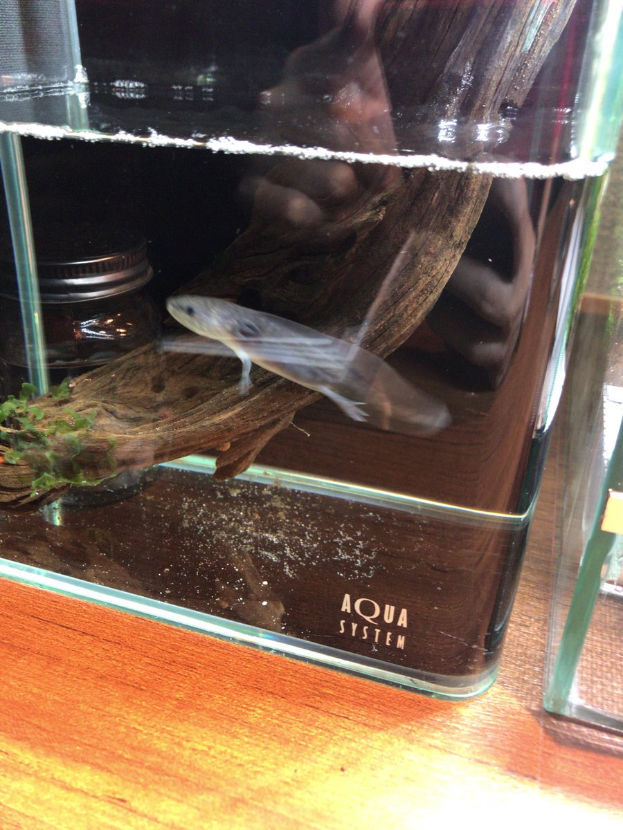 カフェやバーはオーナーさんや店長さんの好みがすごくストレートに伝わってくる
最終的にはその為人がわかる

だから個人経営のカフェやバーは面白いと思います

わたしも将来は経営したいですし
私色のお店を作り上げたいです

というわけで、アクアリウムバーイケメンと行きました///