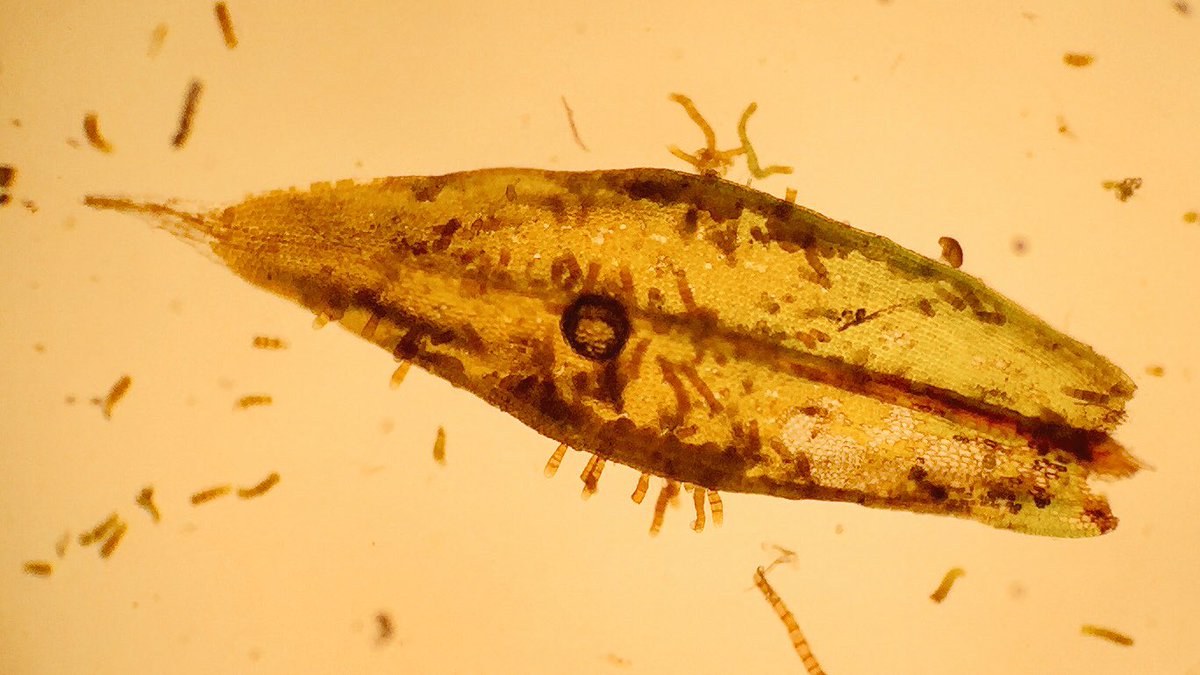 Feldbotanik's tweet photo. #Orthotrichum diaphanum can have as many #gemmae as O. lyellii! https://t.co/Hk2HAOr0nd