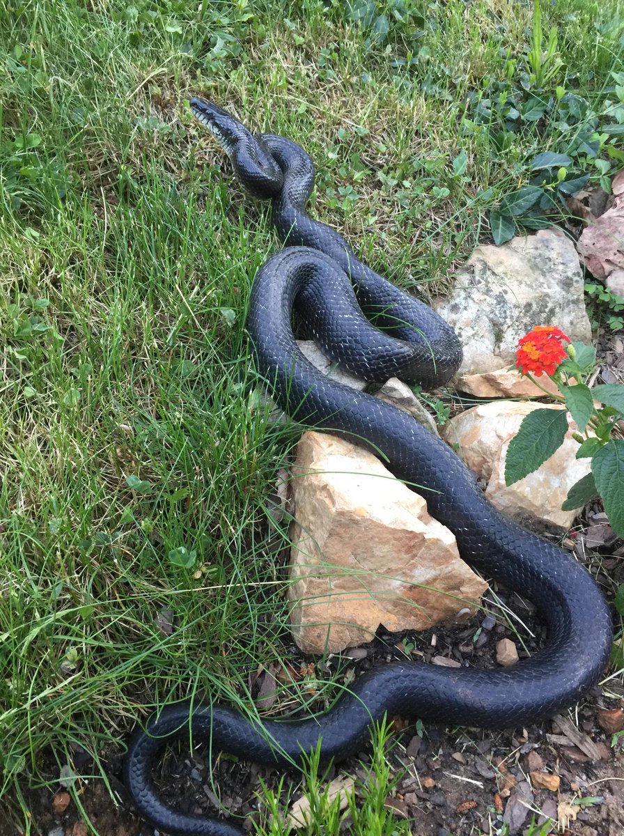 Wsls 10 On Twitter Wow That S One Big Black Snake On Little Brushy Mountain In Salem Credit Toni Levine