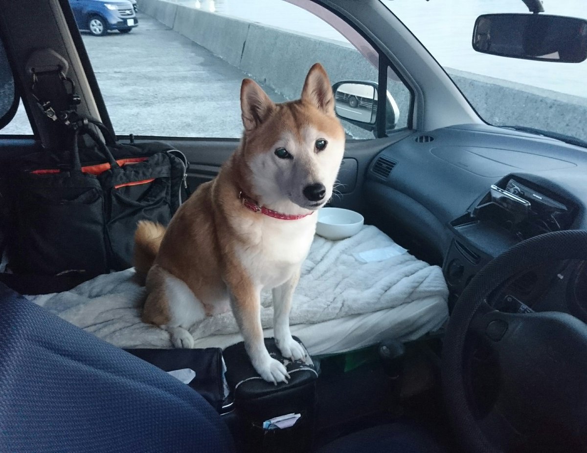 聖地巡礼犬ちょこ リフレクションブルー در توییتر 我が家の車に搭載してる 犬不足回避システム 停車時に出て来て運転手の顔をなめ回し はい うしろ の掛け声で後部座席に戻っていくお利口仕様 超おすすめ U ェ Uワンワン 聖地巡礼犬 聖地巡礼犬ちょこ リフレクションブルー در توییتر 我が家の車に搭載してる 犬不足回避システム 停車時に出て来て運転手の顔をなめ回し はい うしろ の掛け声で後部座席に戻っていくお利口仕様 超おすすめ U ェ Uワンワン 聖地巡礼犬