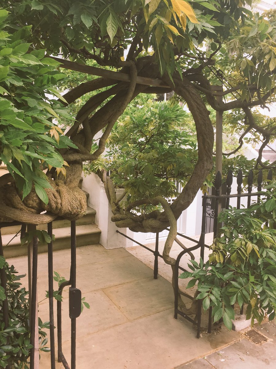 Nature’s adaptation... gorgeous tree in the city #london