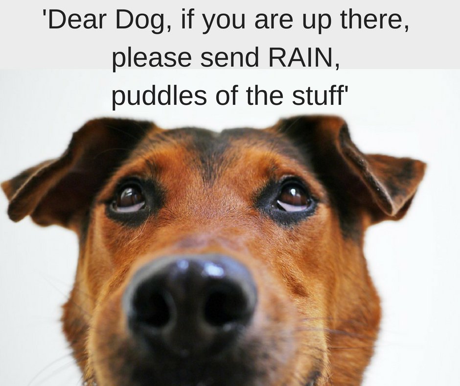 RuffTumbleCoats's tweet photo. What every Ruff and Tumble Dog wishes for 🐾😂💧☔

#letitrain #deardog #bringmepuddles #dogsoftwitter https://t.co/tiIeMKQMGt