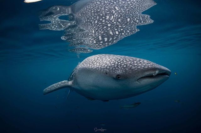 SaksitWongwasin's tweet photo. - Reflection - Ty Photography Facebook Page: https://t.co/9DfpTHzfCb #PanuneeYacht #Cenderawasih #Nabire #Wonderfulindonesia #WhaleShark #Bagan #SSMP #SeaStudio #Underwater #ScubaDiving
#Prodiveimaging #XAdventurer #XAdventurerM6000 #UWVideoLi… https://t.co/emKOw3o6CQ