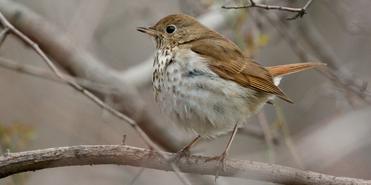 greenmtnclub's tweet photo. Join us for our birding workshop to learn about the birds you are seeing and hearing while hiking on the Long Trail! https://t.co/zGhkfmDxWN #hikevt #birdsofvermont #vermont https://t.co/rd6SGEdIHk