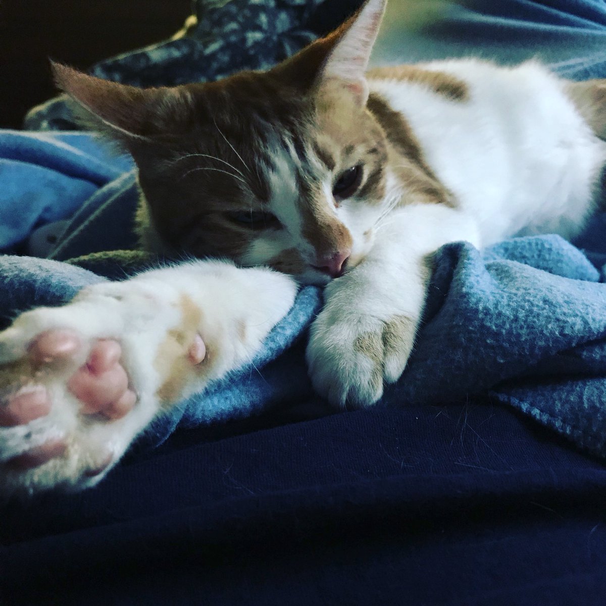 Don’t worry #carter there is always next year. #GoBolts #TBLvsWSH #NHLPlayoffs #TampaBayLightning #TBlightning #cat #cute #kitten