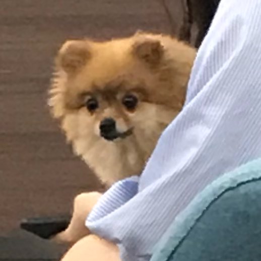 動物病院でデカい鶏に遭遇して マジかよ ってなってたらポメラニアンも同じ顔をしてた Togetter 動物病院でデカい鶏に遭遇して マジかよ ってなってたらポメラニアンも同じ顔をしてた Togetter