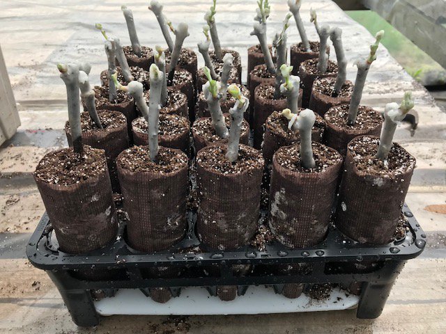 amahort's tweet photo. RootSmart™ is showing terrific results in #grape #propagation. #healthyrooting #greatplants, reduced bench time, straight to the field. These are 4 different propagators in California & Ontario https://t.co/YWsvMn8zG0 #endrootgirdling #healthytrees https://t.co/bgH7OzlweM