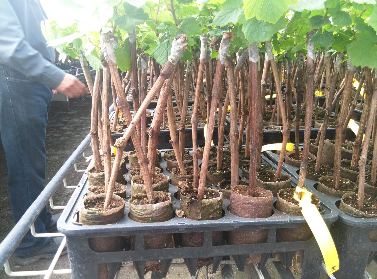 amahort's tweet photo. RootSmart™ is showing terrific results in #grape #propagation. #healthyrooting #greatplants, reduced bench time, straight to the field. These are 4 different propagators in California & Ontario https://t.co/YWsvMn8zG0 #endrootgirdling #healthytrees https://t.co/bgH7OzlweM
