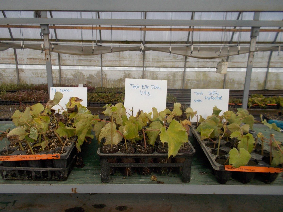 amahort's tweet photo. RootSmart™ is showing terrific results in #grape #propagation. #healthyrooting #greatplants, reduced bench time, straight to the field. These are 4 different propagators in California & Ontario https://t.co/YWsvMn8zG0 #endrootgirdling #healthytrees https://t.co/bgH7OzlweM