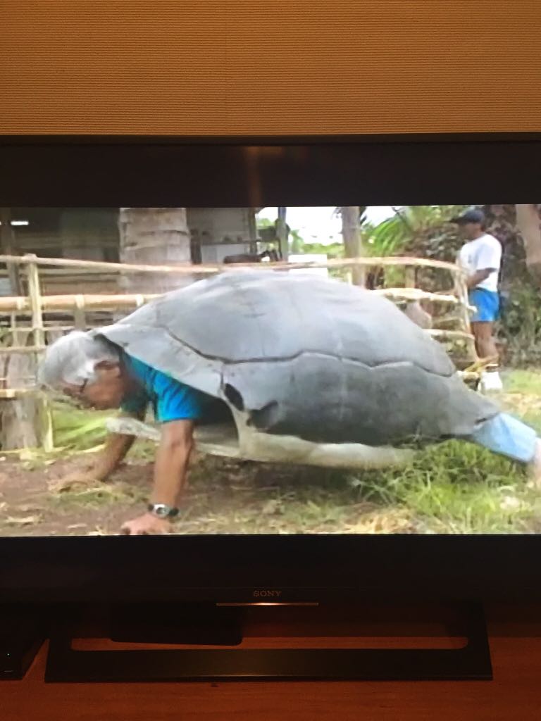 Chie Otomi 菊さんにもらった ムツゴロウの動物図鑑をまとめたdvd 陸ガメも海ガメもたっぷりで最高です やっぱり ムツゴロウさんは狂ってる T Co Zfx5cx8tqp Twitter