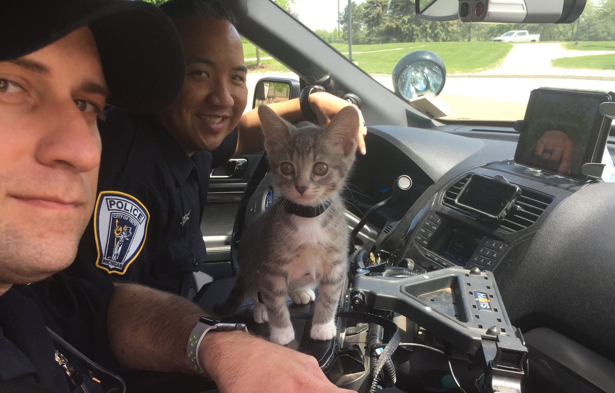 I was once a kitty in a shelter &amp; now I’m a cop.  Chase your dreams.  Signed, Pawfficer Donut #ThursdayThoughts #PoliceCat #BestLife