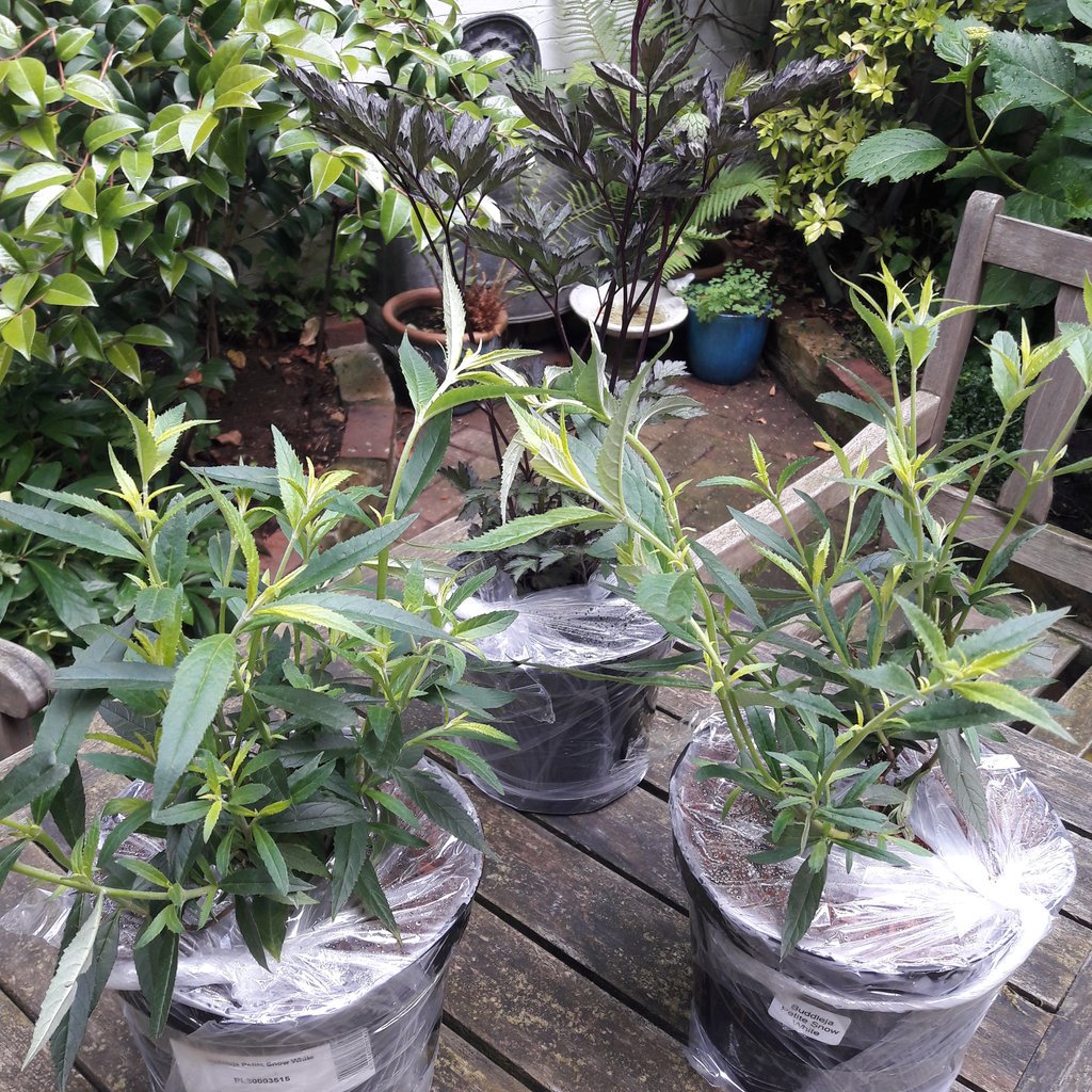 Dawn Smith tweet media