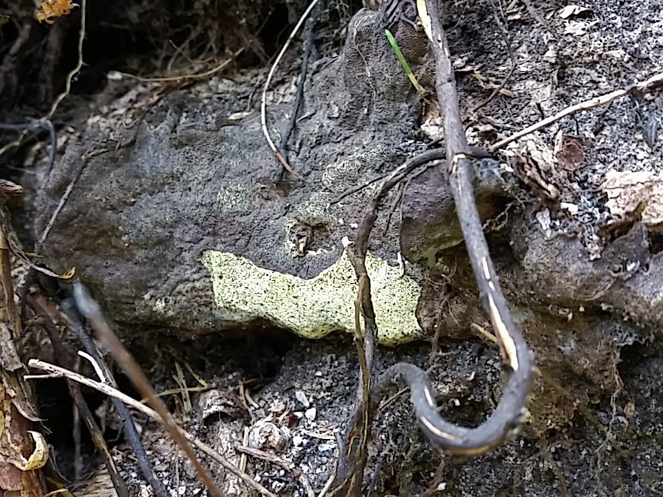 MetsaPuhuu's tweet photo. Toisella rastilla @Osuuspankki kertoo metsätuhoista. Lahottajasienen jälkeen heikentyneeseen kuuseen on iskeytynyt kirjanpainaja. Kysymys kuuluu mikä lahottaja on toisessa kuvassa? #Metsävisa https://t.co/zkNaW1f2f6
