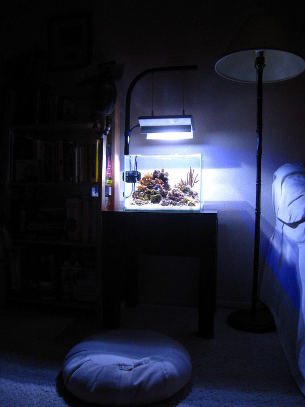 nano_reef's tweet photo. "Longtime FW hobbyist - first time Reefer..." Revisiting community member Dapellegrini's inspirational aquarium journal chronicling their incredible 5 gallon ADA pico reef aquarium. https://t.co/8pFyqhIVt6 #nanoreef #reefaquarium #picoreef #saltwaterfish https://t.co/Ttmx1P2ACv