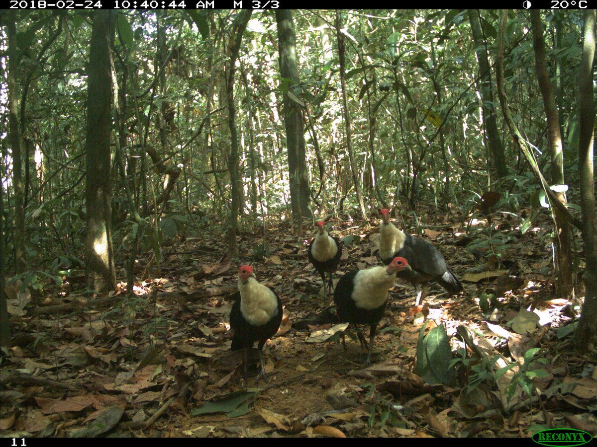 Gola Rainforest Ar Twitter The Vulnerable White Breasted