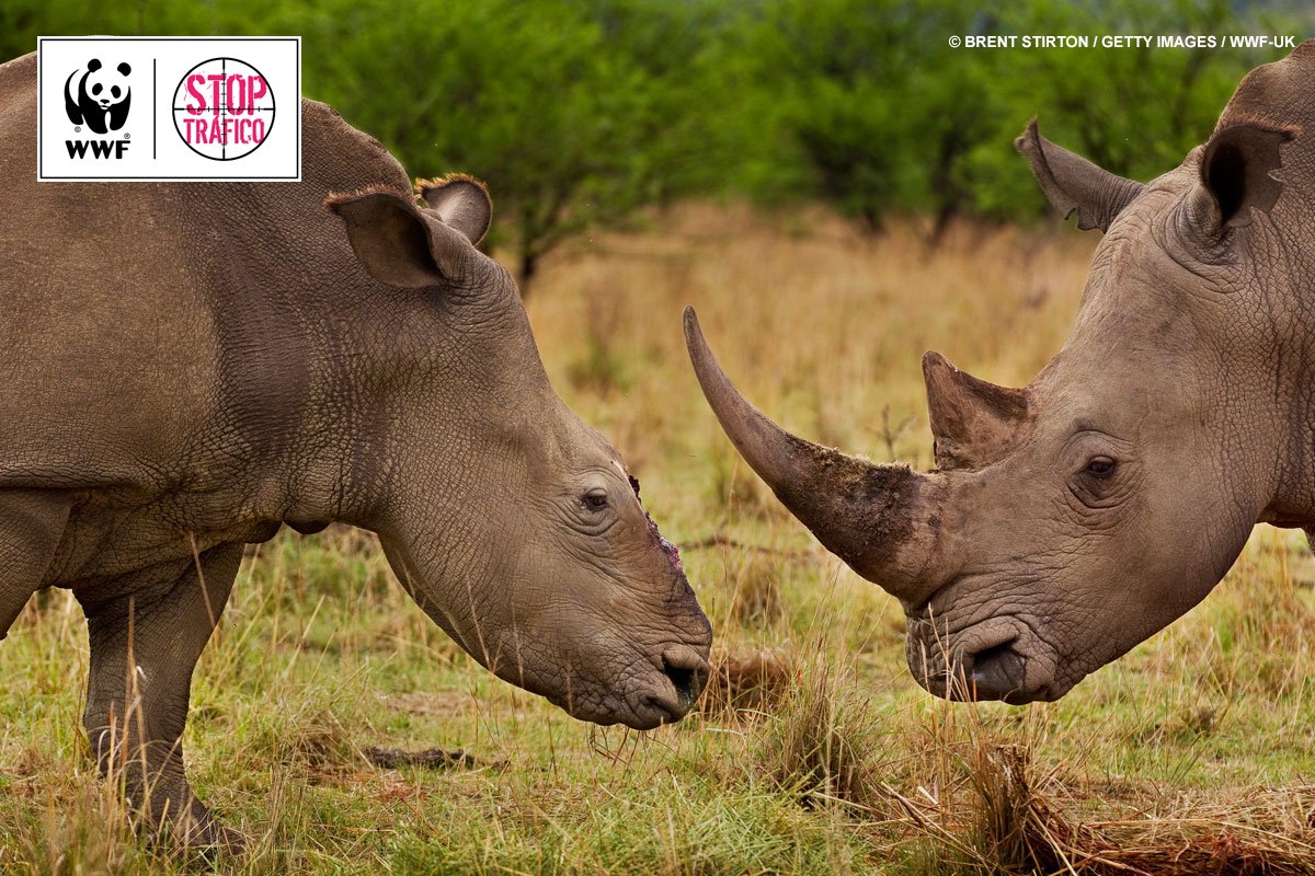 WWFespana's tweet photo. Nadie necesita un cuerno de rinoceronte... Excepto un rinoceronte 🦏 
Cada día, tres de estos increíbles animales son asesinados por furtivos para vender sus cuernos en el mercado negro 
https://t.co/FX94CfMcGi
#STOPtraficoespecies https://t.co/3cu8flUjn8