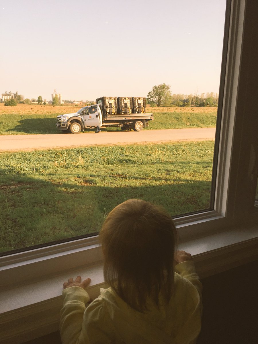 bethmc21's tweet photo. Watching dad @eckertacresltd take the #bigtruck to work #seeddelivery @DowSeedsCA @HensallBranch https://t.co/PS99OmHsVp
