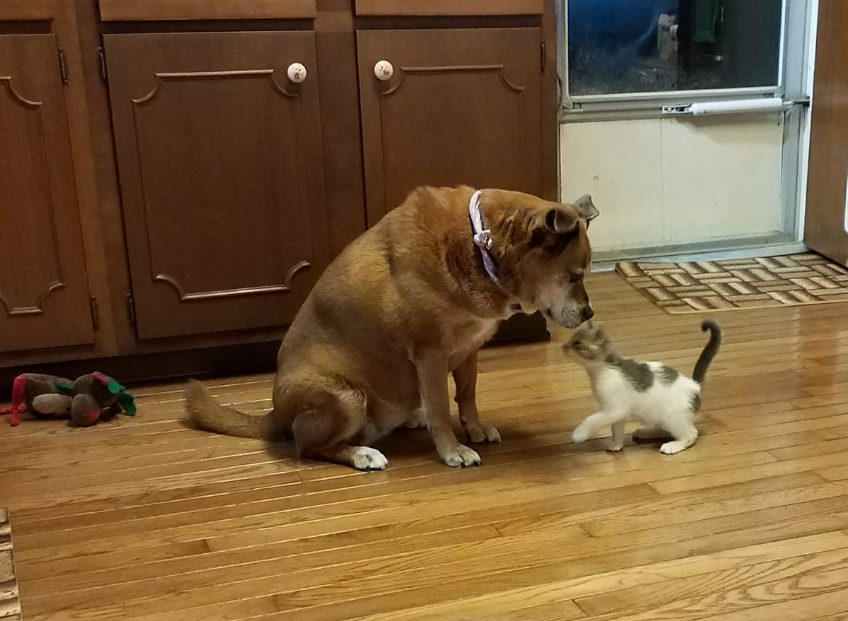 rosiefoleythd's tweet image. Rosie and Elfin - new #ARPO foster kitten