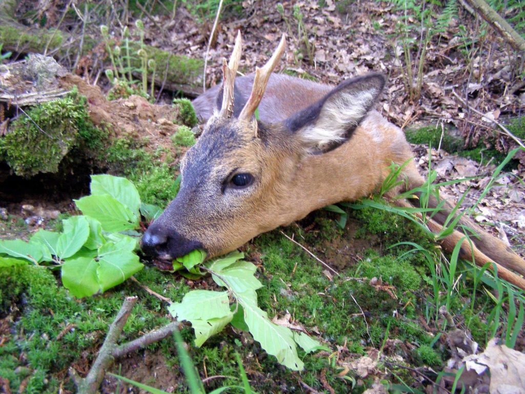 Aktualisiert: Braucht moderne Jagd Jagdethik? fuerjagd.de/2015/07/22/bra…