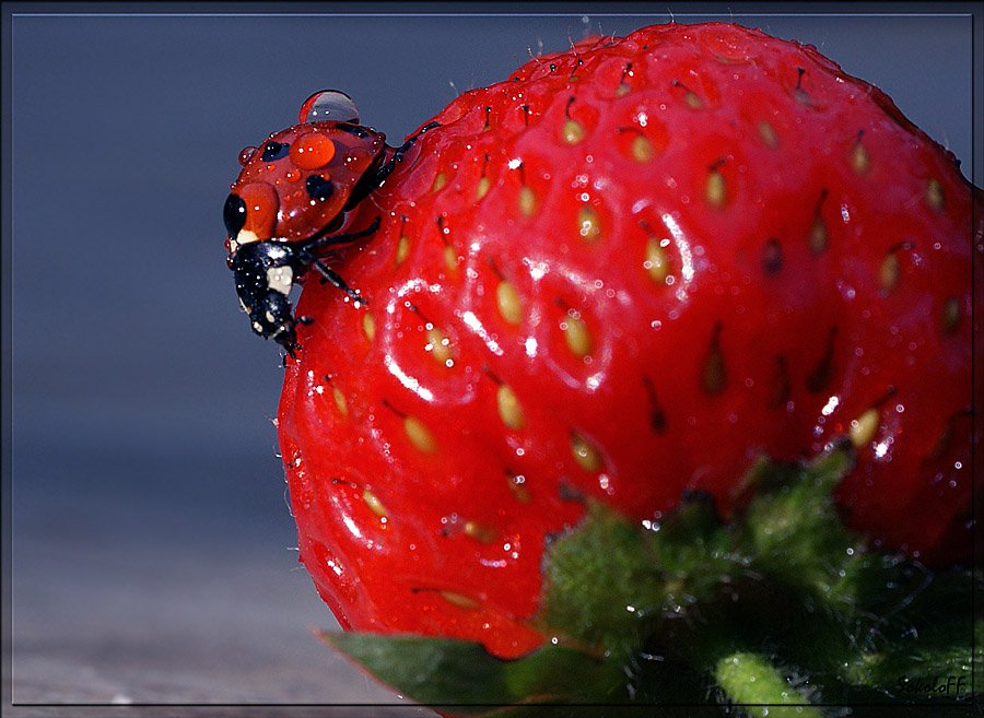 божья коровка картинка. красивые ягоды. коровка ягодка. божья коровка ягодка малинка. малина блестящая.