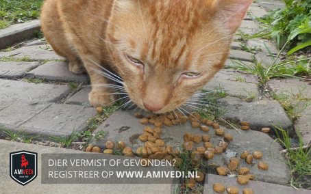 Brabant #Giessen Hogelandstraat, kat gevonden, ROOD, gecastreerd, 23/5/2018 amivedi.nl/detail/?meldin…