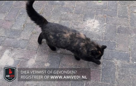 Overijssel #Zwolle #Herfte Herftelaan, kat gevonden, SCHILDPAD, 14/5/2018, met rode #HALSBAND, amivedi.nl/detail/?meldin…