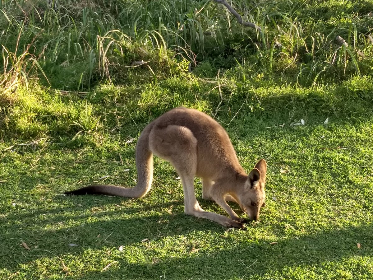 TheKirstenDavis's tweet photo. Great last day for @vtrsap Australia, enjoying some downtime on Stradbroke Island and our final meal together in Brisbane! #RSAP18 #AussieRulesRSAP #HokiesAbroad #rsapbestpiccompetition https://t.co/uQMgt0IBoV