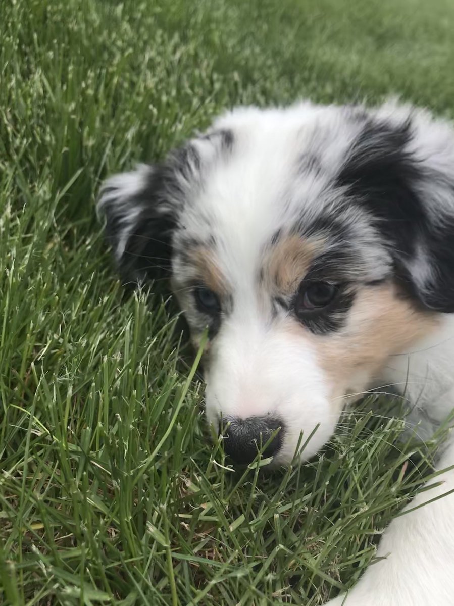 Shortcha123's tweet photo. Love my puppy. 😍😍😍 https://t.co/iS5bcwGDlU