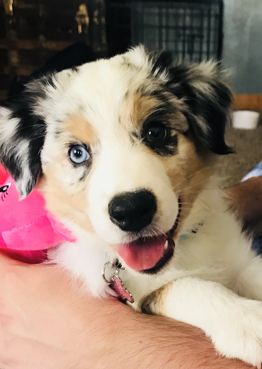 Shortcha123's tweet photo. Love my puppy. 😍😍😍 https://t.co/iS5bcwGDlU