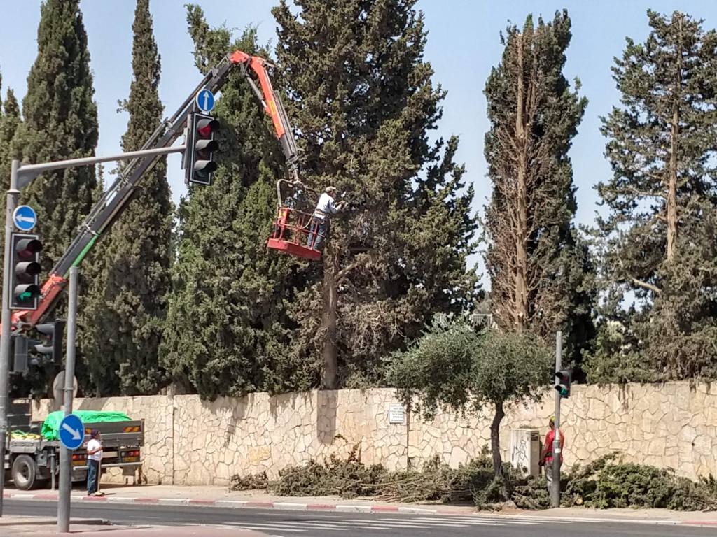 Sanhedria Cemetery Trim Trees to Benefit Kohanim chutznik.com/2018/05/24/san…