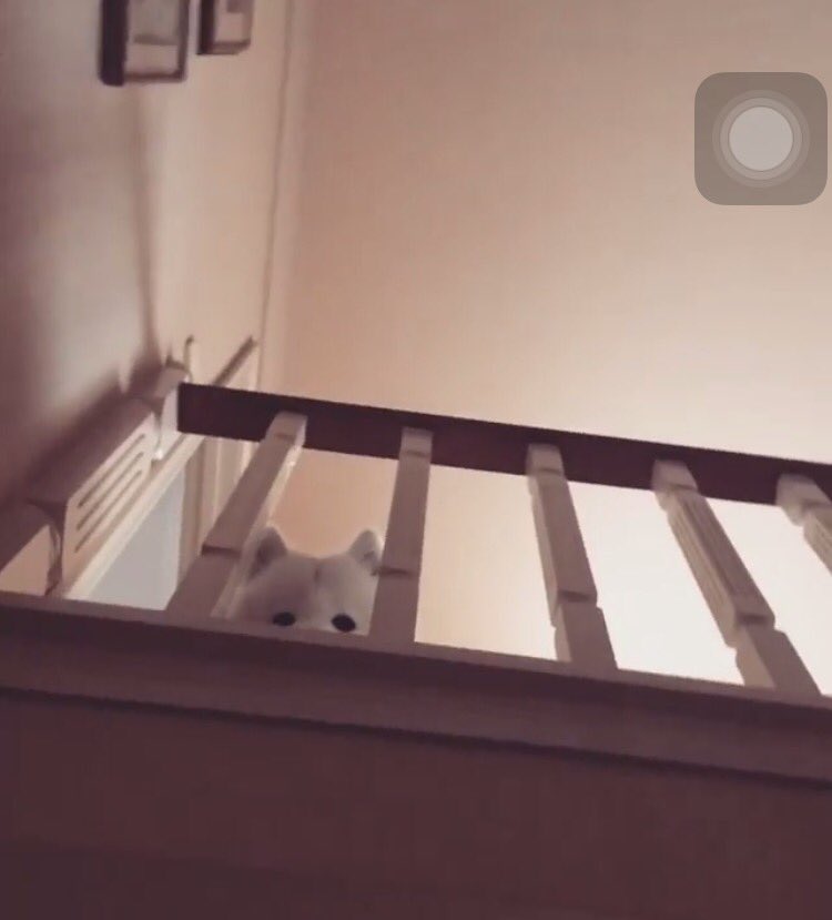 DANtheSamoyed🐶 tweet media