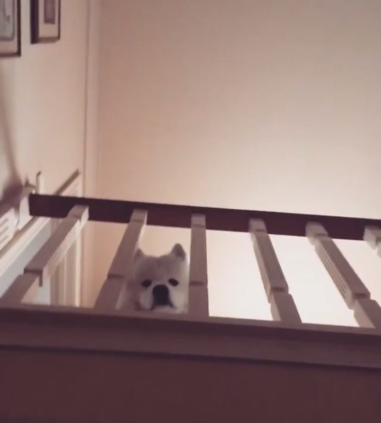 DANtheSamoyed🐶 tweet media