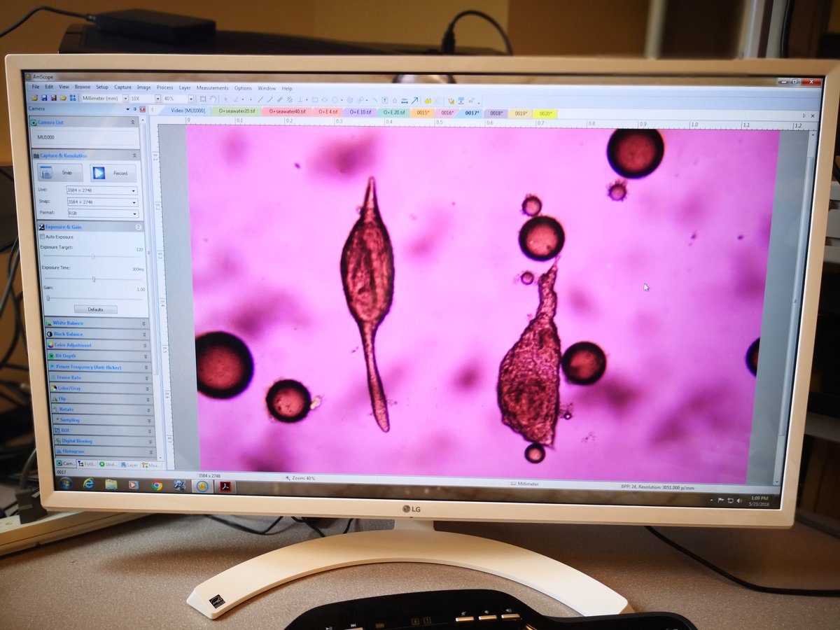 DrLeipingYe's tweet image. Pretty😍, innit?! #sediment #flocs #ZoomIn