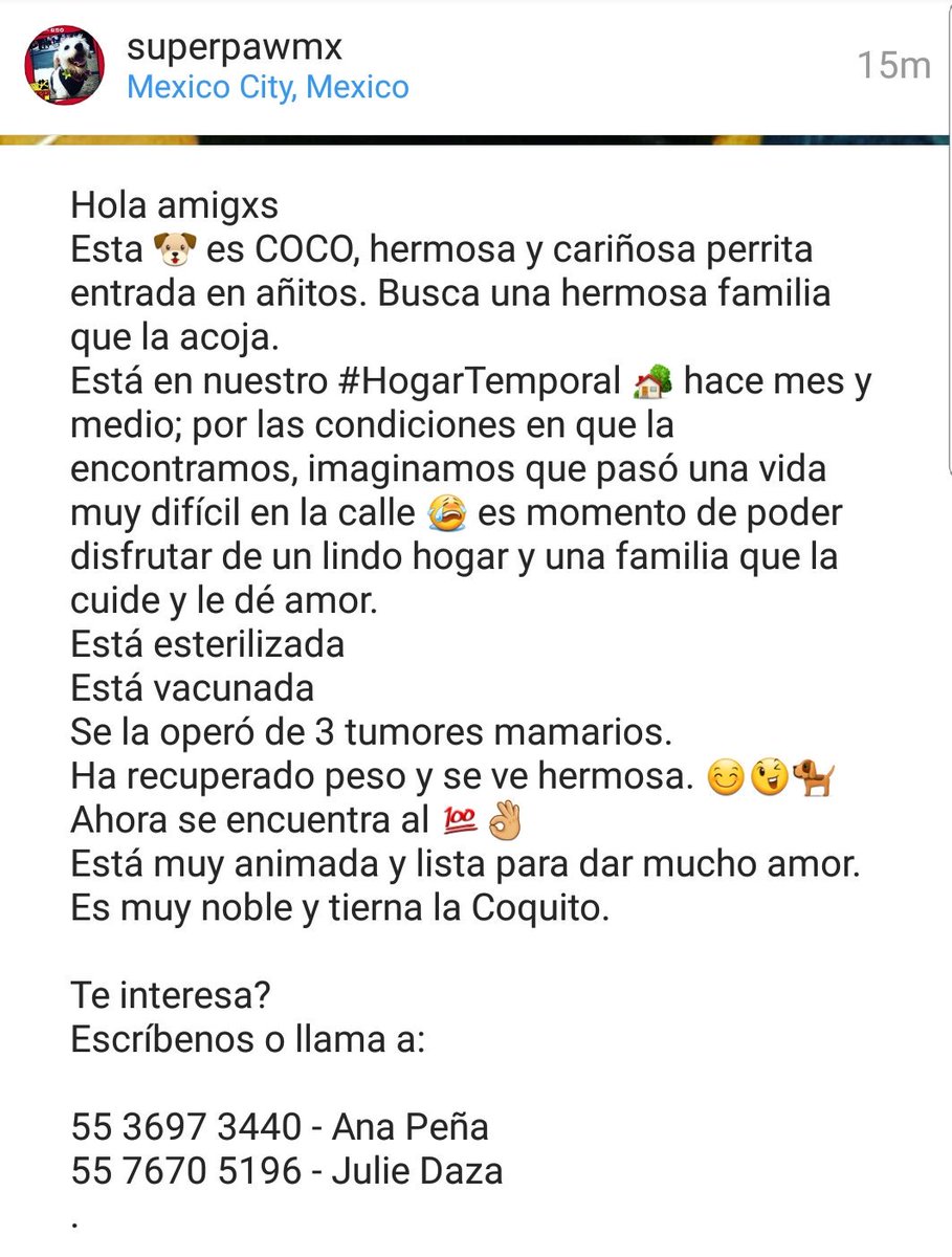 SuperPawMx's tweet photo. COCO, hermosa y cariñosa perrita entrada en añitos. 
Está en nuestro #HogarTemporal 🏡 hace mes y medio; pasó una vida muy difícil en la calle 😭 
Esterilizada, vacunada. Operada de 3 tumores mamarios. 
Ahora se está al 💯👌#AdoptaNoCompres #MexicoAdopta #UnHogarparaTodos https://t.co/umGogW8AN9