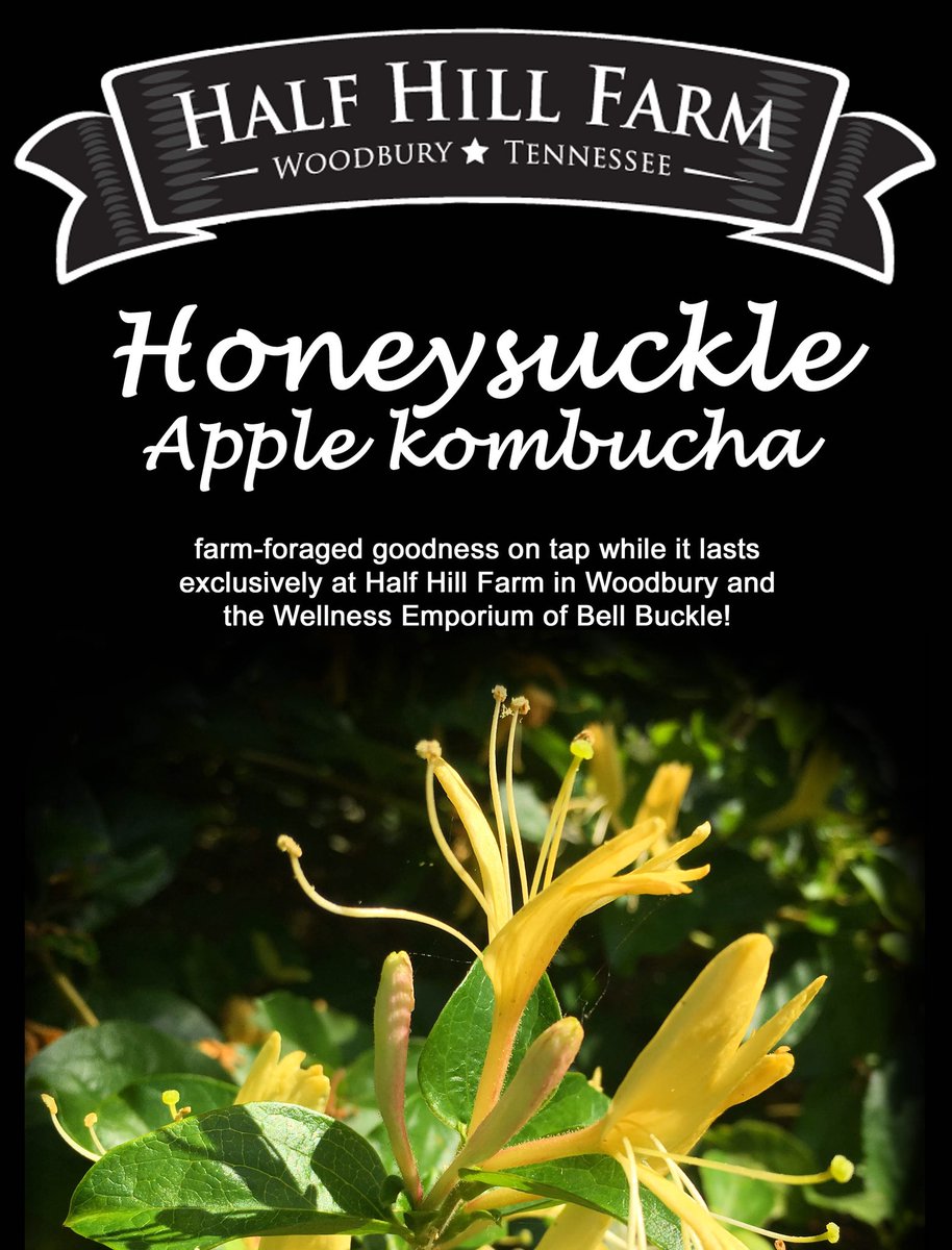 HONEYSUCKLE KOMBUCHA: Our farm foraged #Honeysuckle Apple #Kombucha is available while it lasts <a href="/halfhillfarm/">Half Hill Farm</a> &amp; @bellbucklewellness!