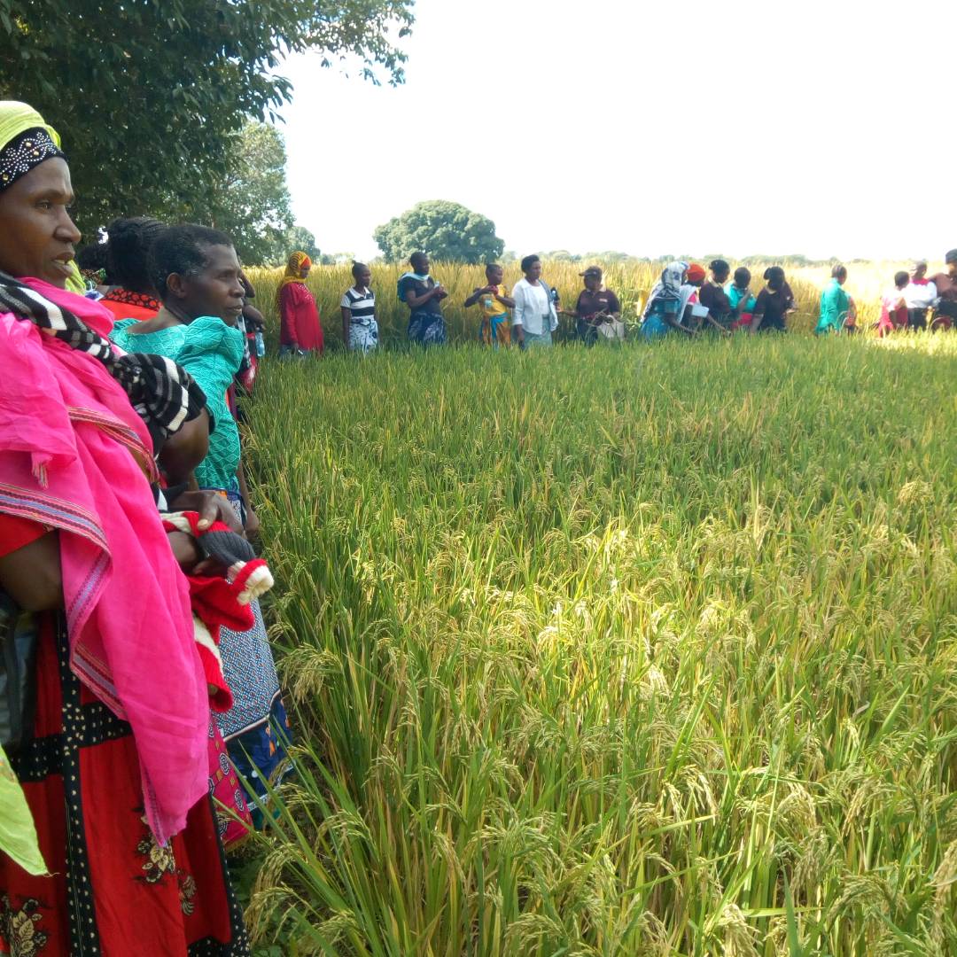 lmbevi's tweet photo. @acdivoca our women in rural Tanzania get good agronomic practice training @SylviaMegret @gender_jenn https://t.co/Tt5FPWyevf