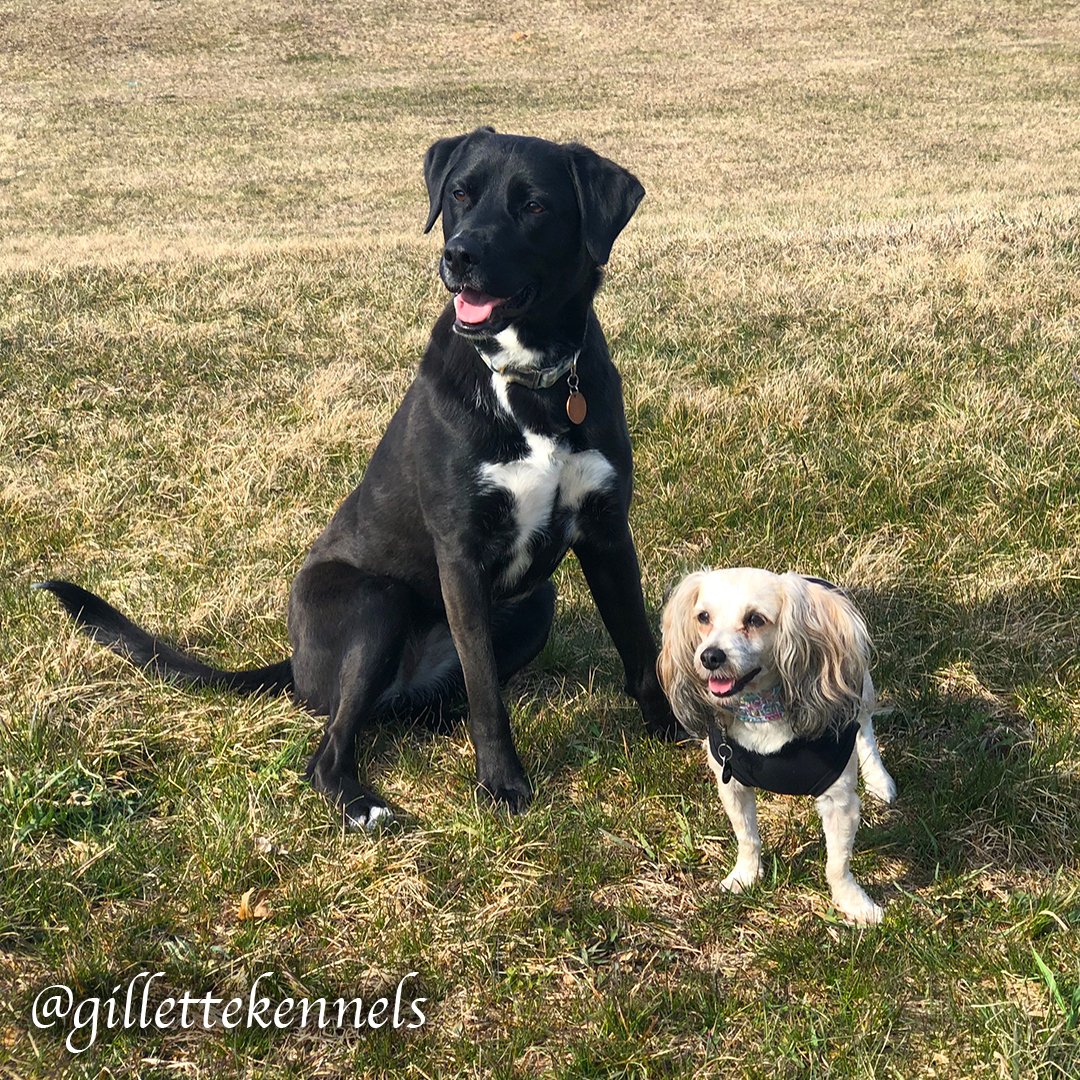 Gillette Kennels (gillettekennel) Twitter