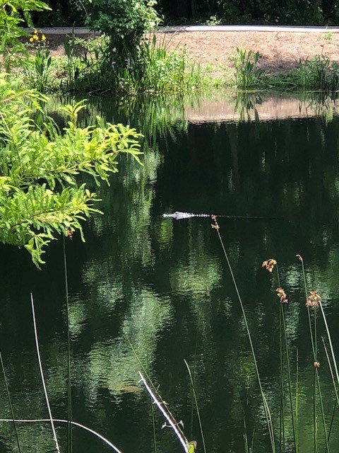 EACsciencedept's tweet photo. We are always welcoming new students to our adaptable learning environment! 🐊 #AllytheGator #Enviorment #Florida https://t.co/jxHHgkO8eC