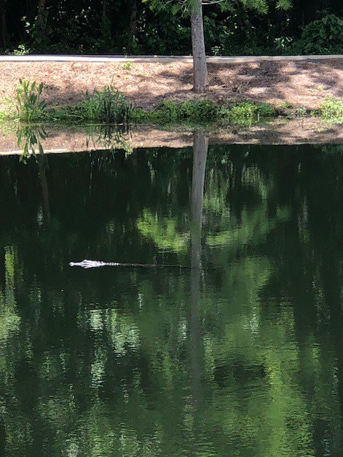 EACsciencedept's tweet photo. We are always welcoming new students to our adaptable learning environment! 🐊 #AllytheGator #Enviorment #Florida https://t.co/jxHHgkO8eC